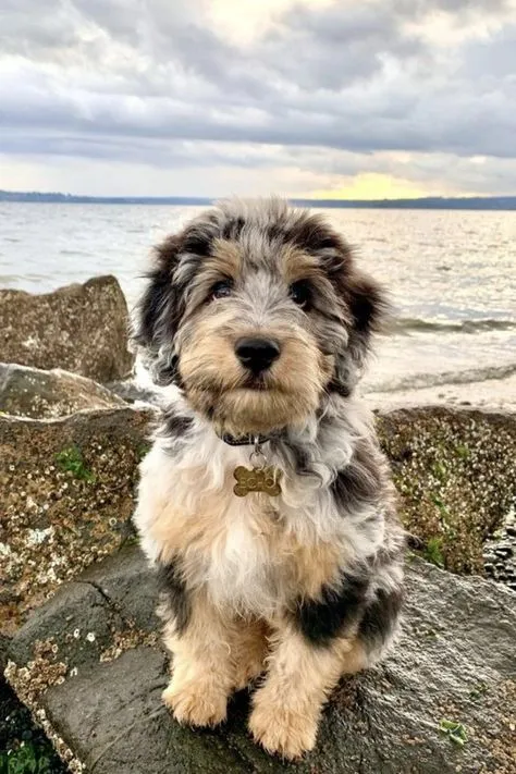 miniature aussiedoodle