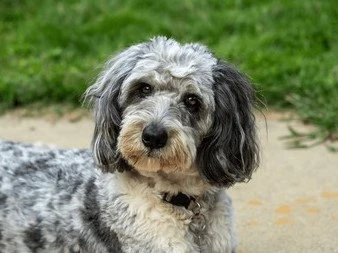 miniature aussiedoodle