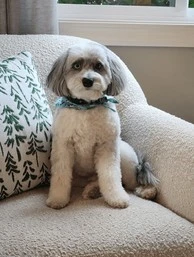 miniature aussiedoodle