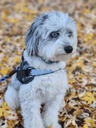 miniature aussiedoodle