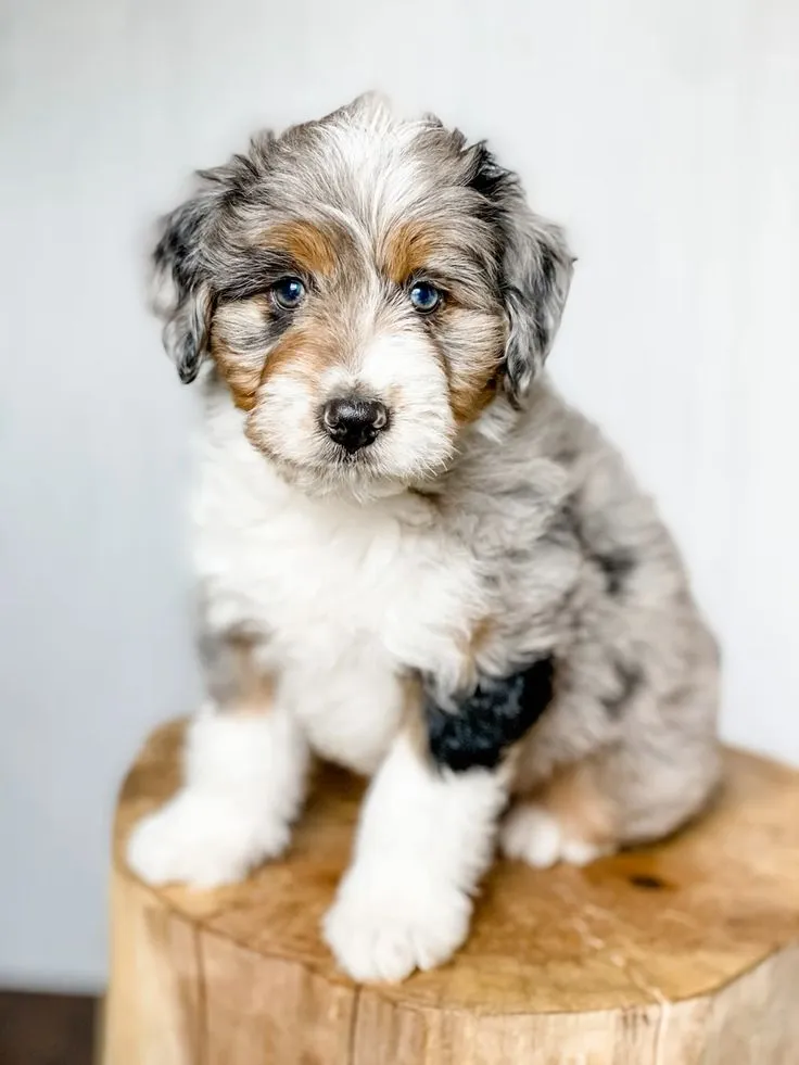 Miniature Aussiedoodle Images With Guide Petsay Miniature Aussiedoodle Images With Guide Petsay