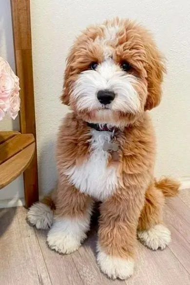 miniature aussiedoodle