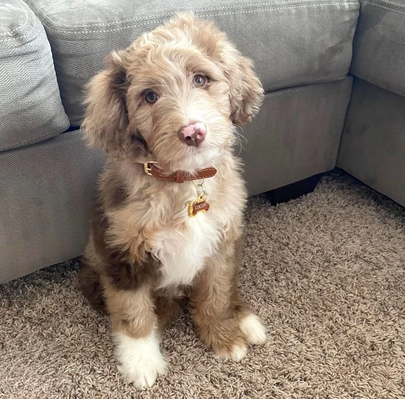 red-merle-aussiedoodle-with-white-puppy
