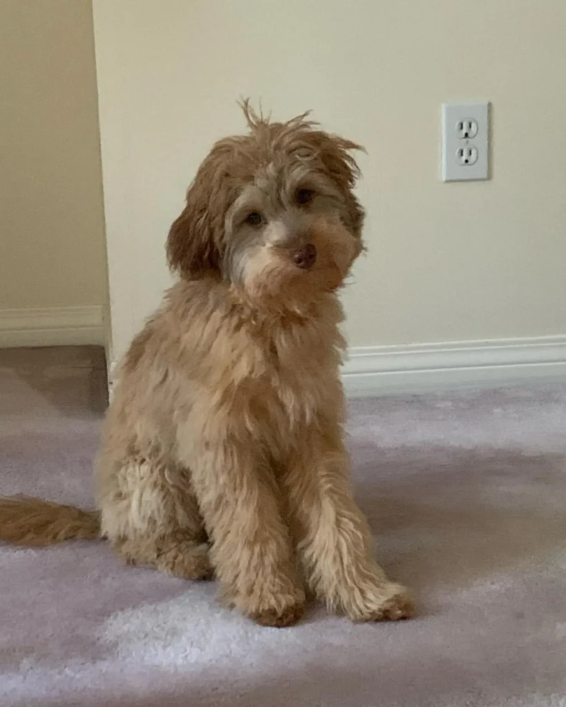 sable mini aussiedoodle