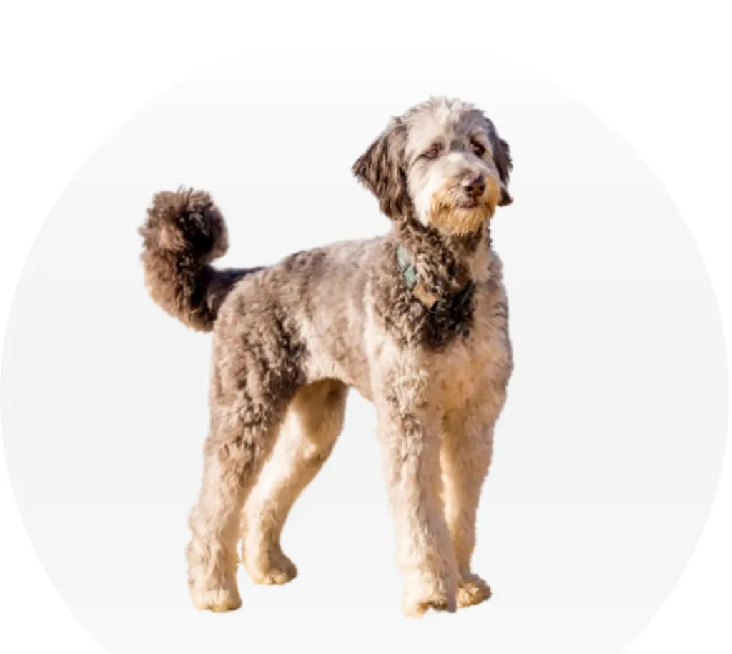 Aussiedoodle Dog Breed