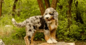 aussiedoodle guide
