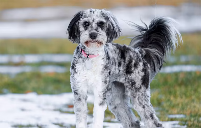 do aussiedoodle shed a lot
