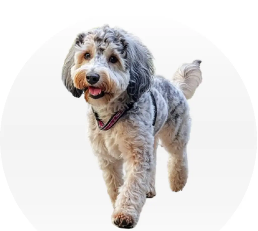 mini aussiedoodle featured img by petsay