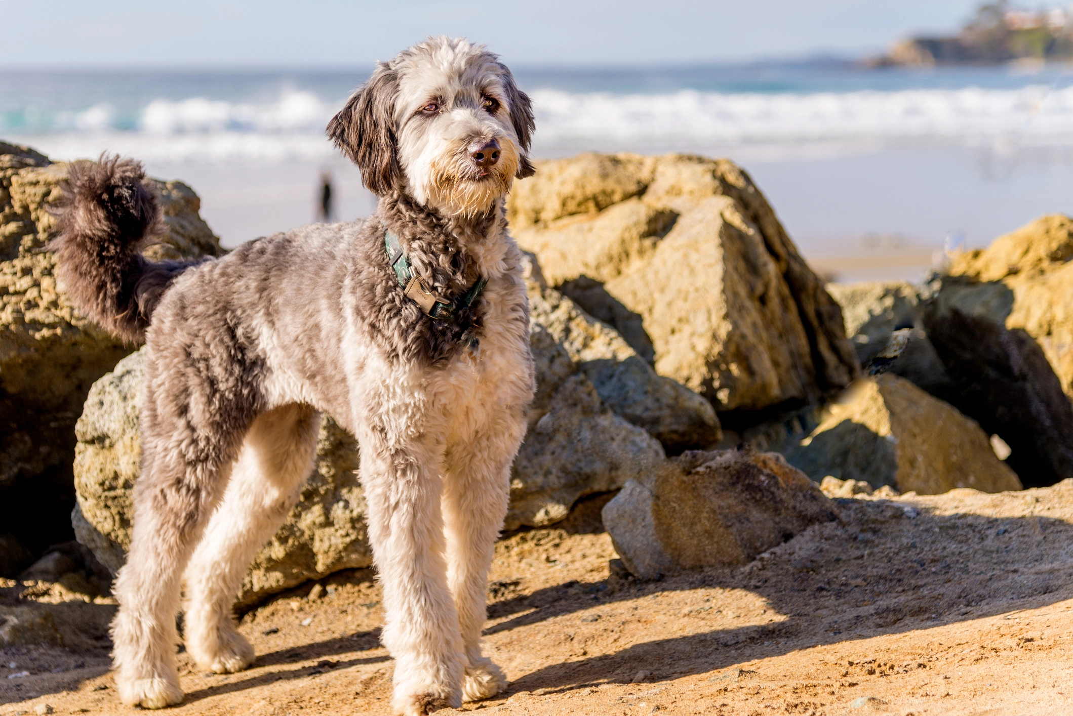 aussiedoodle
