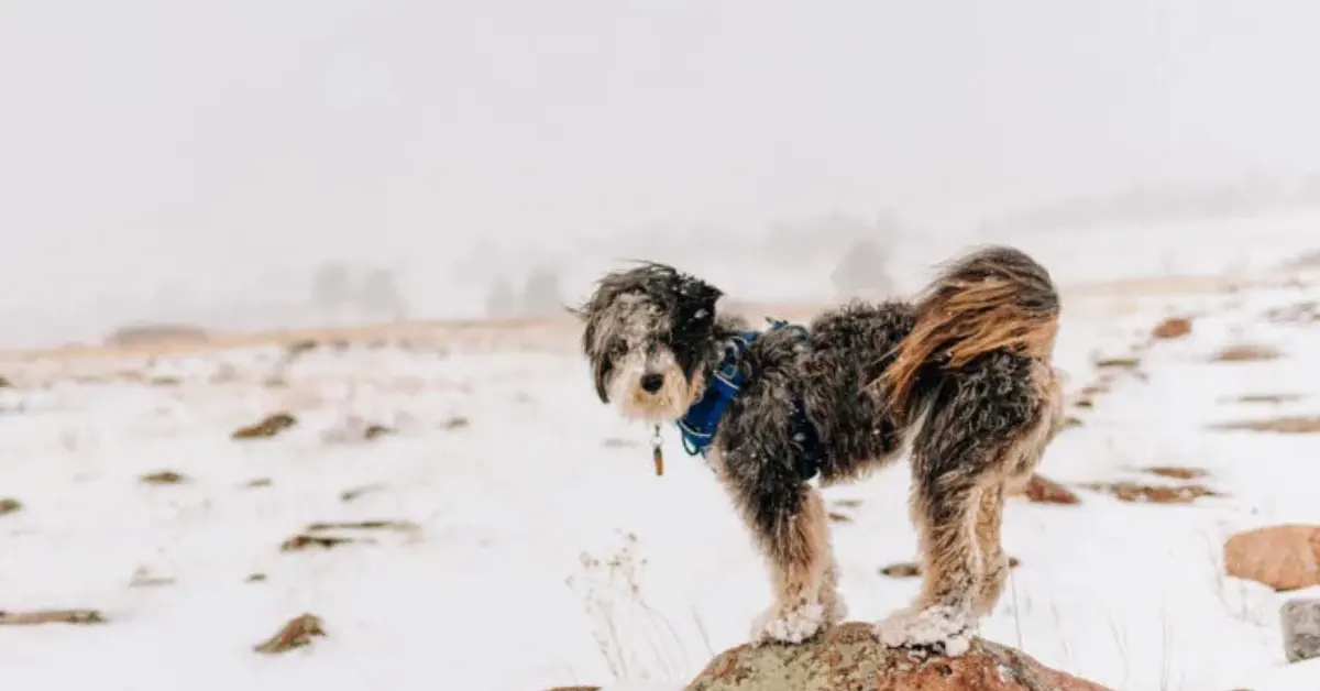 standard aussiedoodle