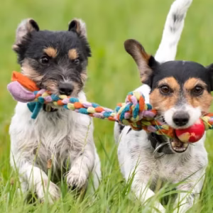 Dog toys
