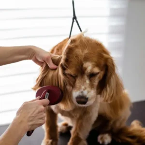 Dog Grooming