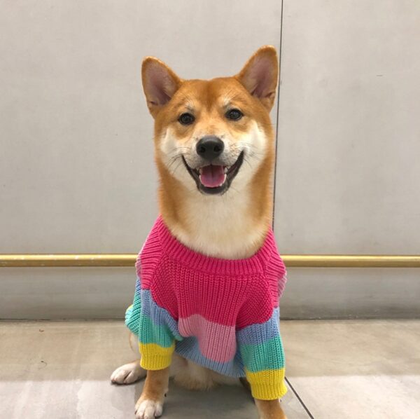Puppies Rainbow Sweater – Cozy and Colorful Wool Sweater for Small Dogs - Image 4