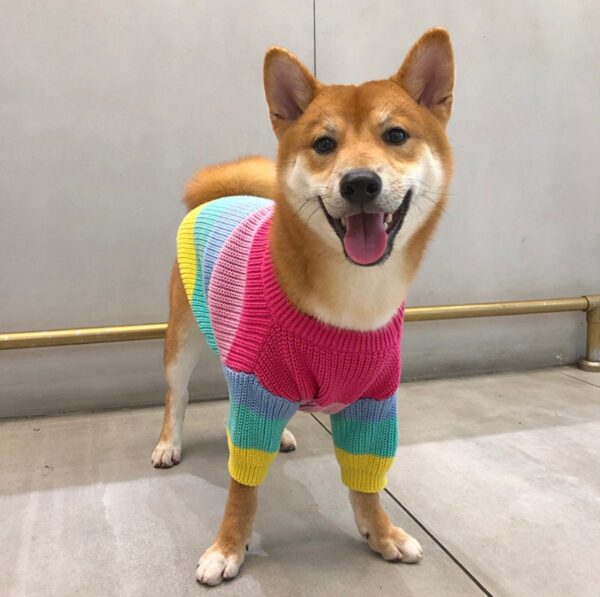 Puppies Rainbow Sweater – Cozy and Colorful Wool Sweater for Small Dogs - Image 8