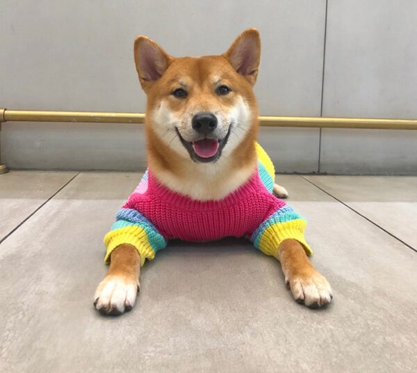 Puppies Rainbow Sweater – Cozy and Colorful Wool Sweater for Small Dogs - Image 5