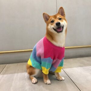 Puppies Rainbow Sweater – Cozy and Colorful Wool Sweater for Small Dogs