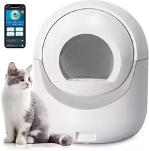 litter box
