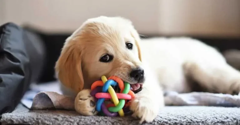 Top 10 Must-Have Products Every Dog Parent Needs