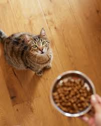 Cat Food