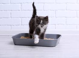 Clumping Litter