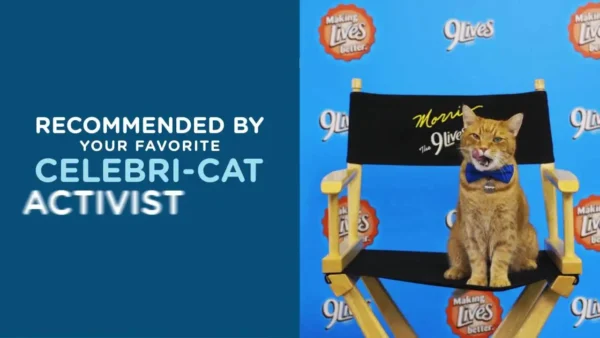 Daily Essentials Dry Cat Food – Chicken, Beef & Salmon Flavors - Image 3