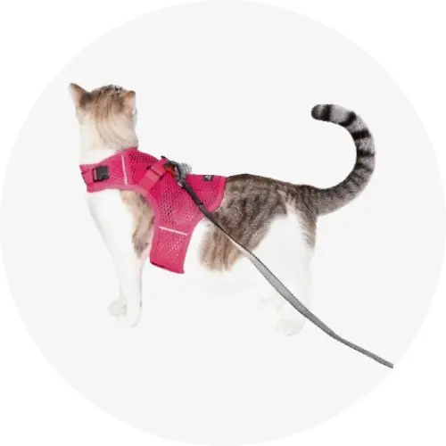 Collars, Leashes & Harnesses