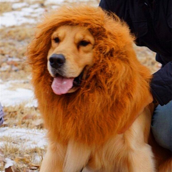 Lion Mane Wig Costume for Dogs & Cats - Image 2