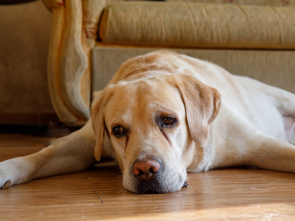 Eye Problems labrador