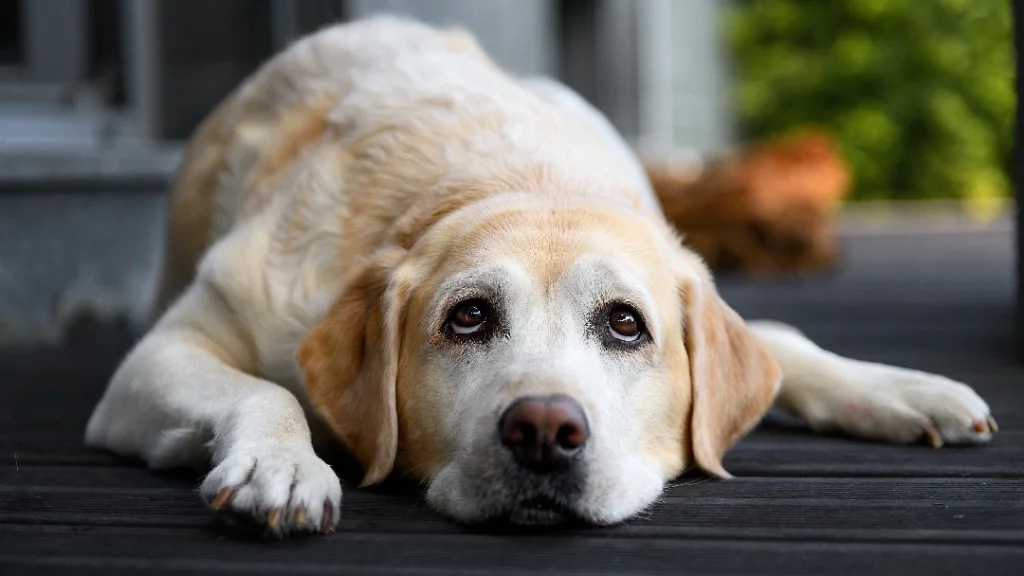 Heart & Muscle Issues labrador