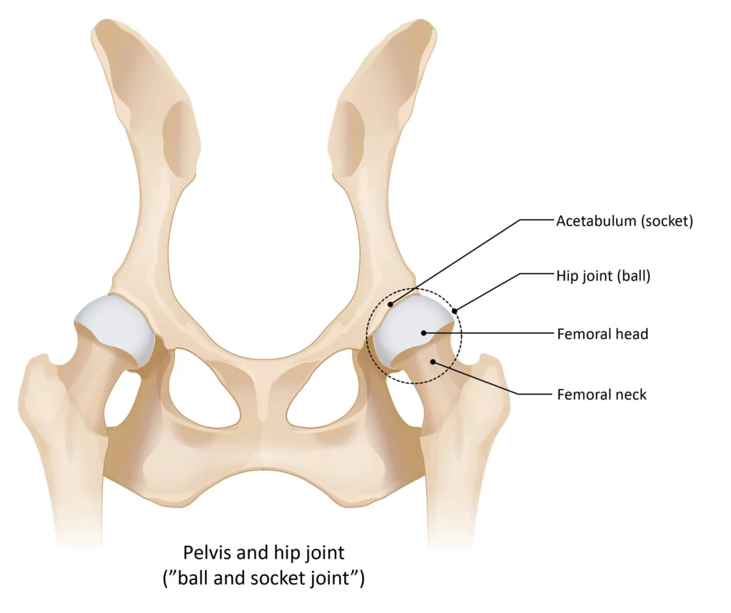 Hip & Elbow Dysplasia labrador