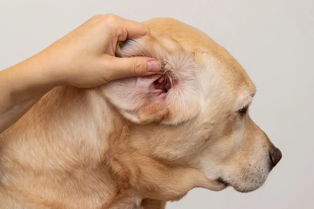 Labrador Ear Infection