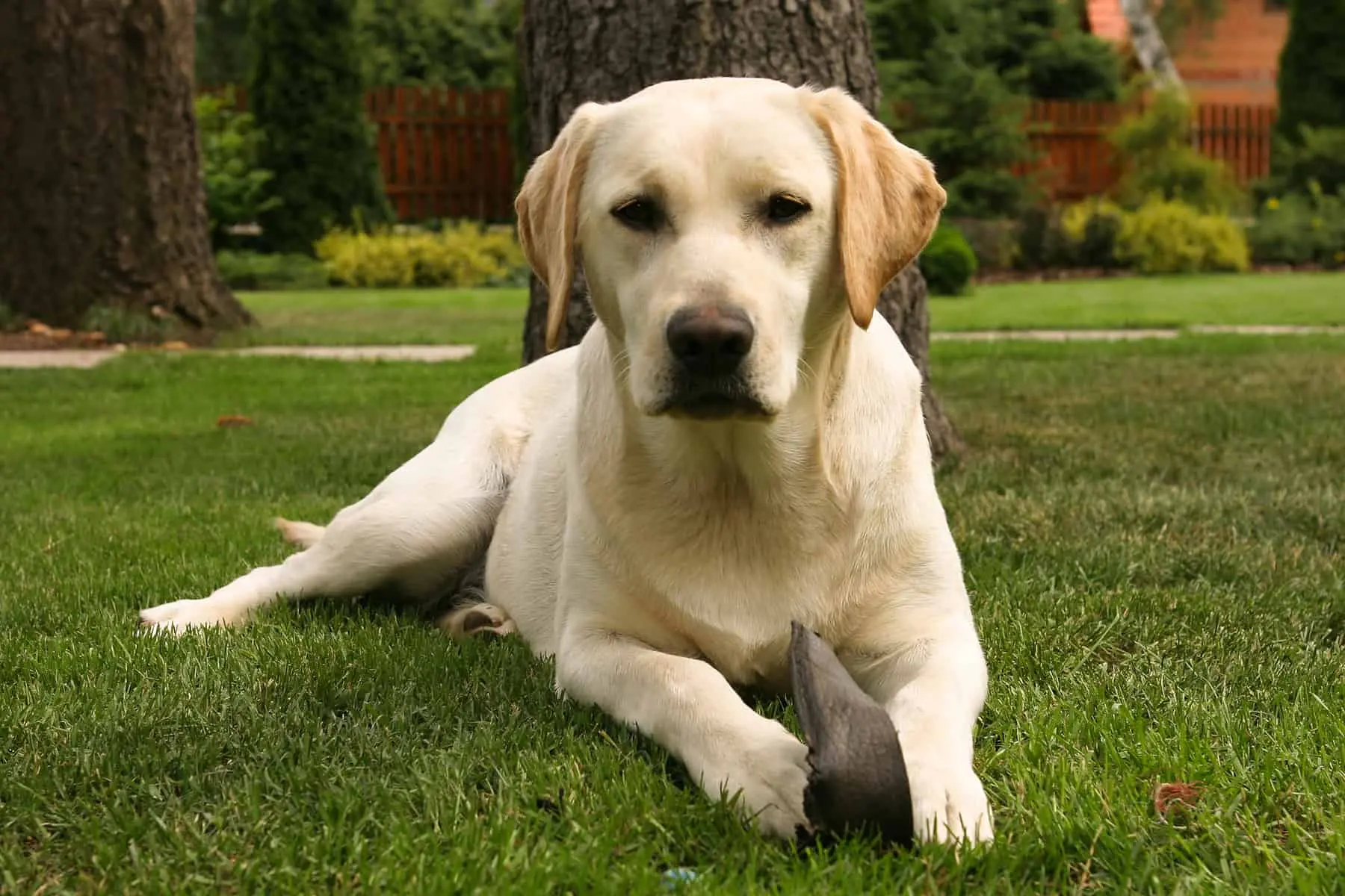 Labrador Retriever Dog Fun Fact You Need to Known