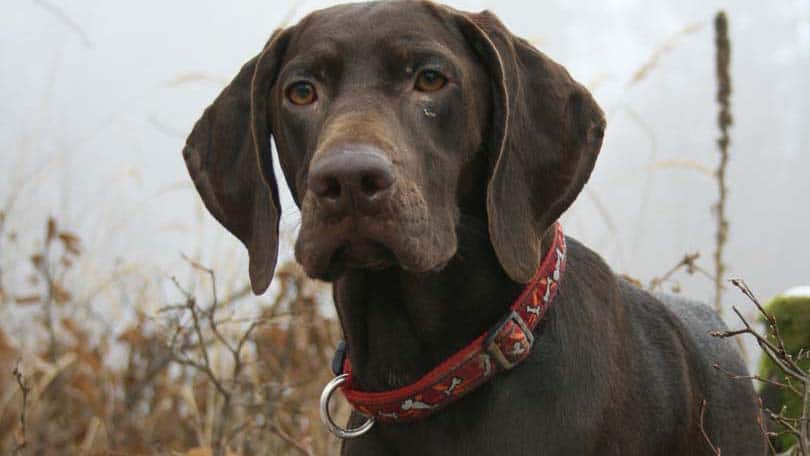 Liver reddish brown labrador