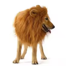 Lion Mane Wig Costume for Dogs & Cats