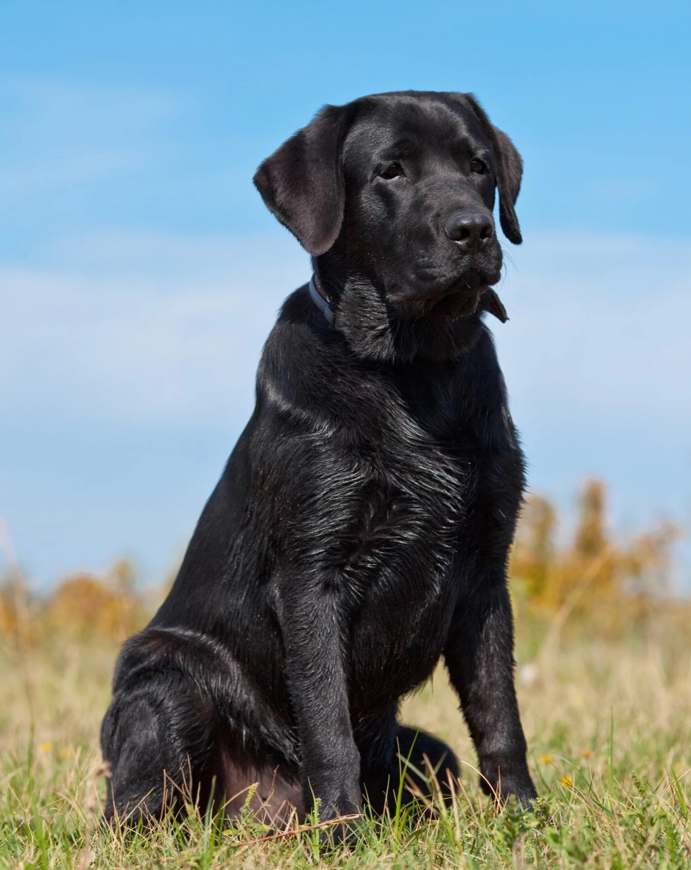 black-labrador-retriever-in-the-grass_lab