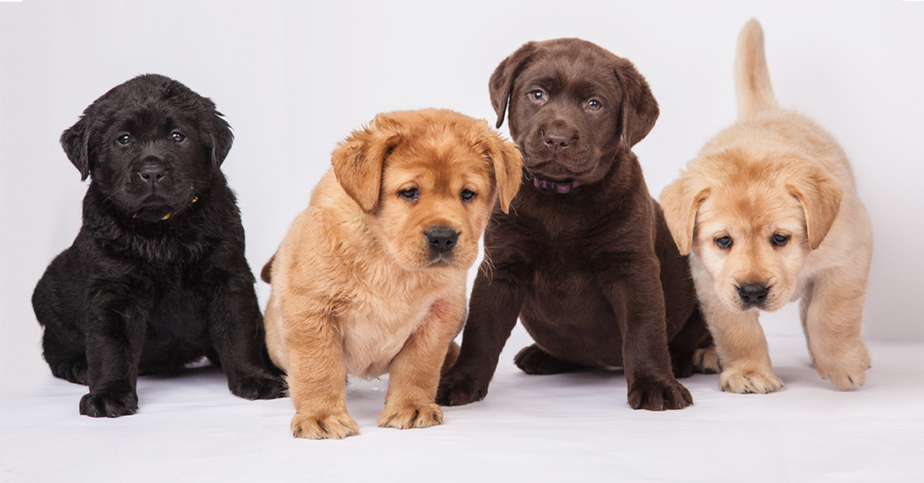 a group of puppies sitting together. labrador coats and colors