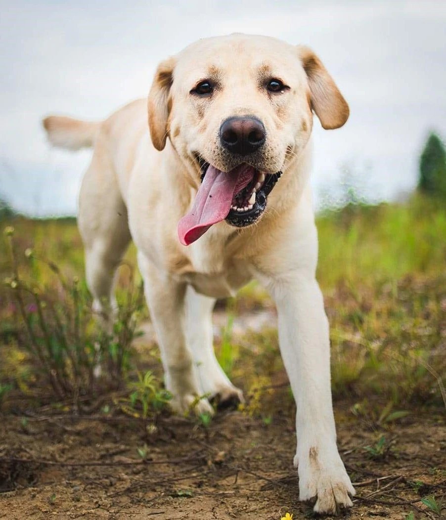 labrador health issues explain by petsay