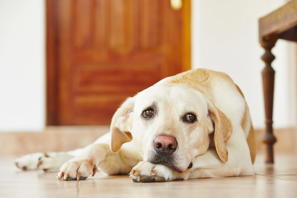labrador liver issue