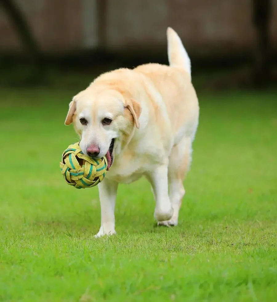 labrador retriever popular img by petsay