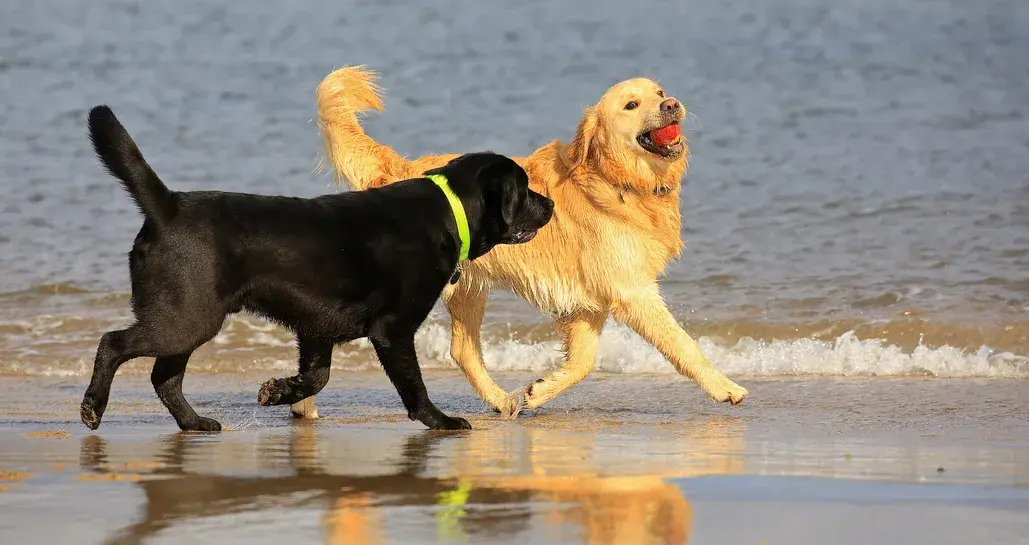 labrador play good with other dogs