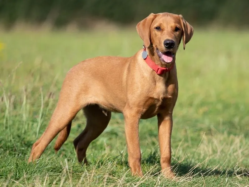 light chocalate labrador