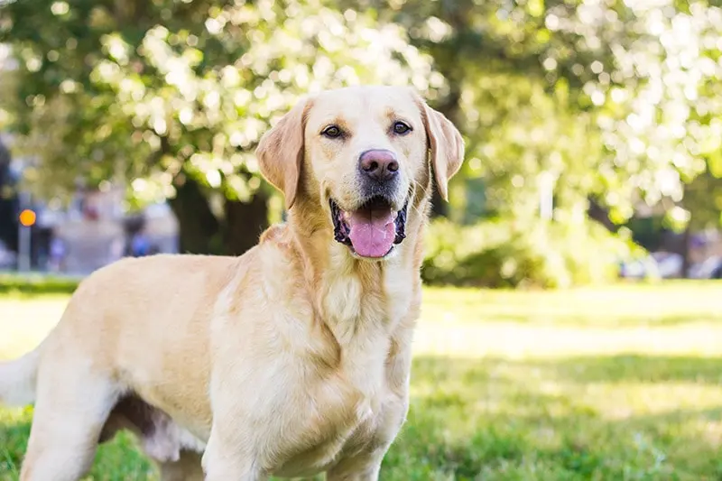 light yellow labrador stand in park