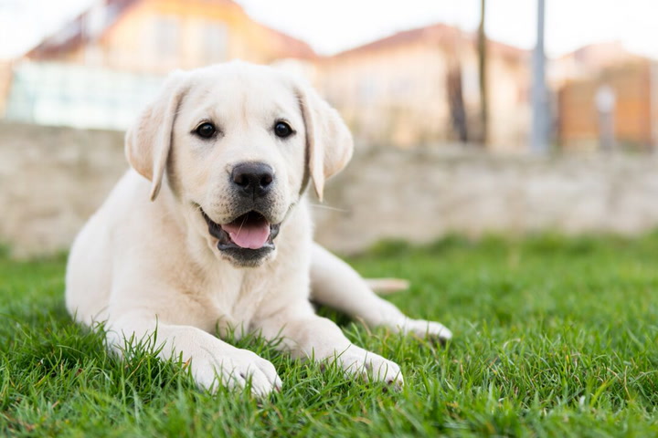white labrador sit in the park