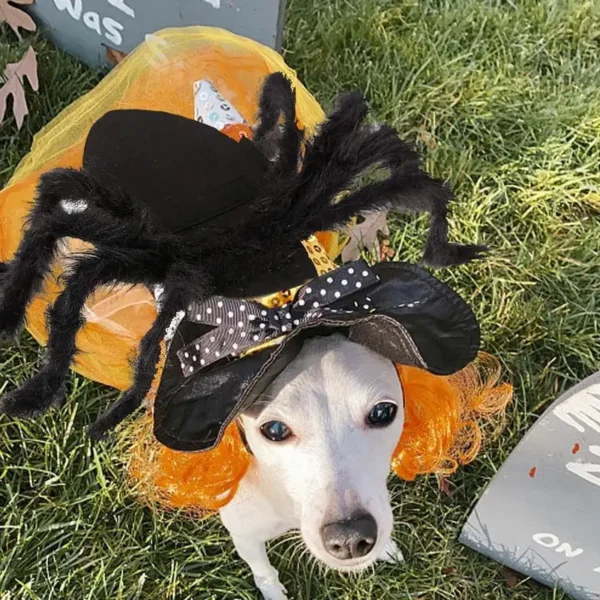 Pet Spider Costume – Funny Creepy Spider Outfit - Image 3