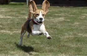 Bunny-hopping when walking or running