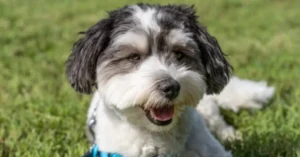 Full Grown Mini Aussiedoodle Dog Guide