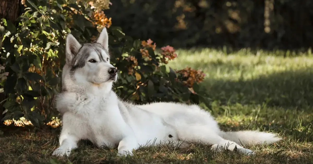 Hip Dysplasia in Dogs Signs, Causes Every Perent Should Know