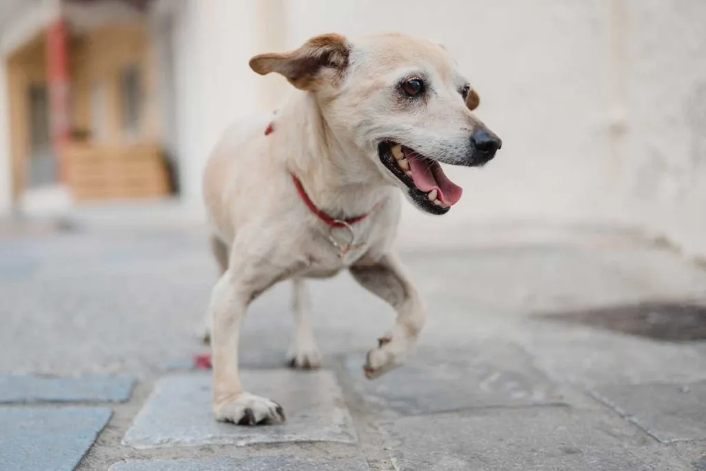 Limping or lameness without injury