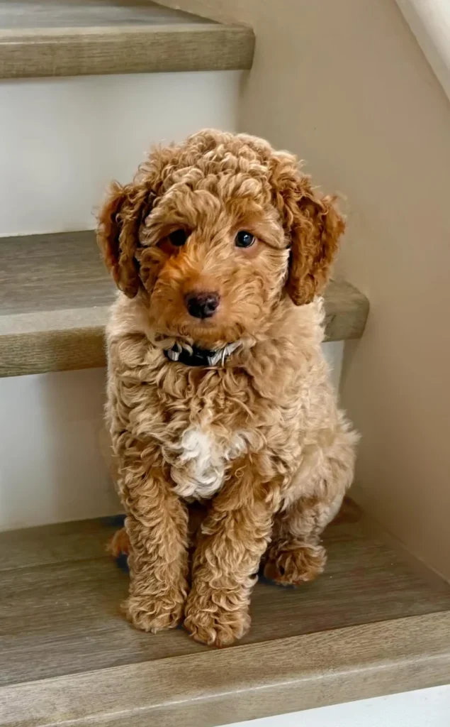 Mini Aussiedoodle Breed Dog Sit in Stairs in seconf step