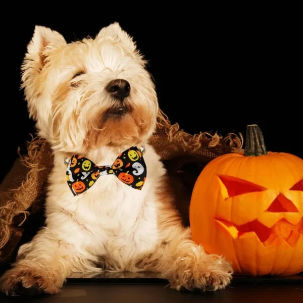 Fall Dog Bow Tie Collar – Orange Thanksgiving Style - Image 3